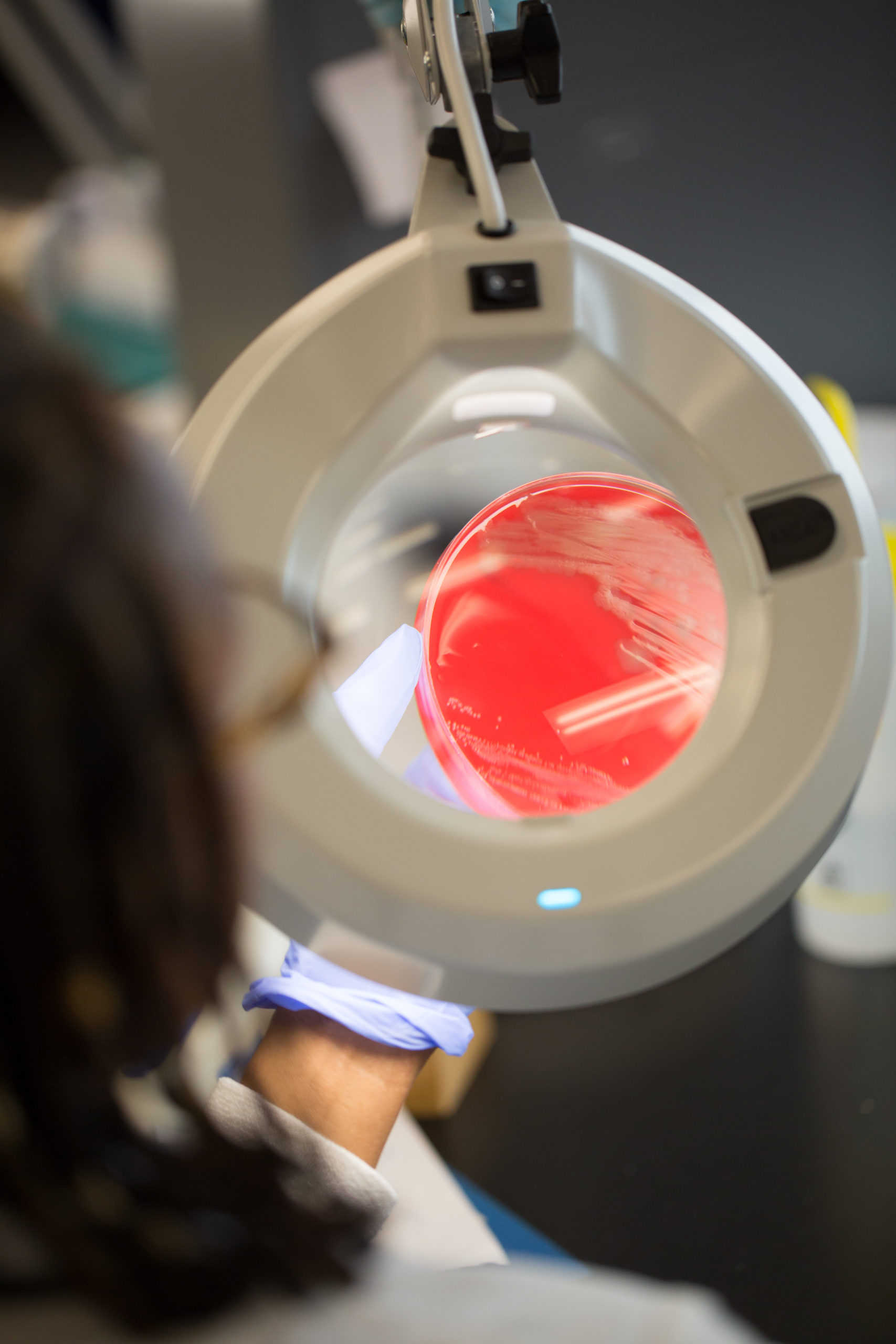 A Lab Tech examines a petri dish